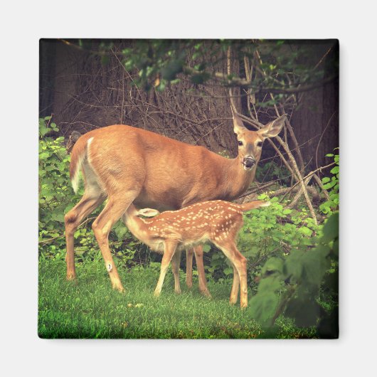 Aimant Un doe et son père (Devant)