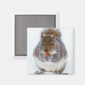 Aimant Un écureuil mange une noix photo (Recto/Verso)