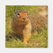 Aimant Un écureuil terrestre colombien à nez twitté (Devant)