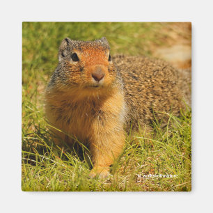 Aimant Un écureuil terrestre colombien à nez twitté