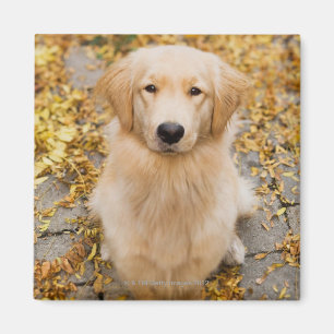 Aimant Un golden retriever d'ans, portrait