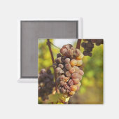 Aimant Un grappe moisi de raisins Semillon au Ch Raymond  (Recto/Verso)