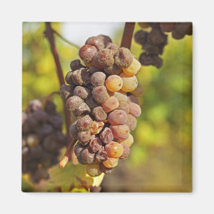 Aimant Un grappe moisi de raisins Semillon au Ch Raymond