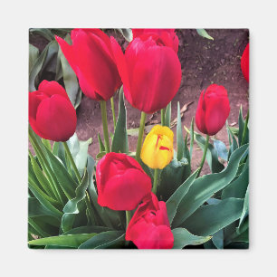 Aimant Un Jaune aux tulipes rouges