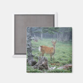Aimant Un jeune cerf dans un défrichement (Recto/Verso)