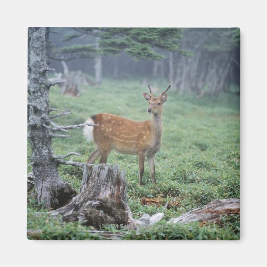 Aimant Un jeune cerf dans un défrichement (Devant)