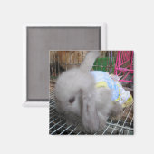 Aimant Un lapin en robe (Recto/Verso)