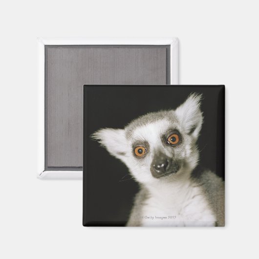 Aimant Un lémur. (Recto/Verso)