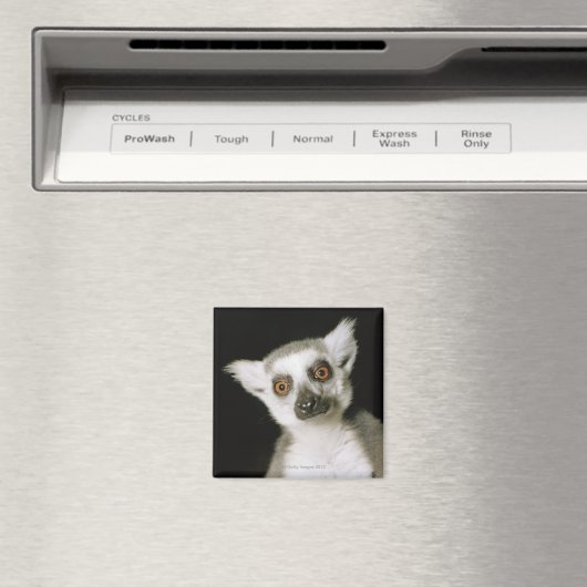 Aimant Un lémur. (In Situ (Lave-vaisselle))