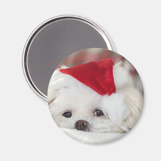 Aimant Un mignon chien blanc dans un Casquette de Noël ro (Recto/Verso)