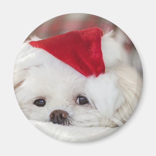 Aimant Un mignon chien blanc dans un Casquette de Noël ro (Devant)