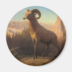 Aimant un mouton des montagnes rocheuses, Bierstadt Alber