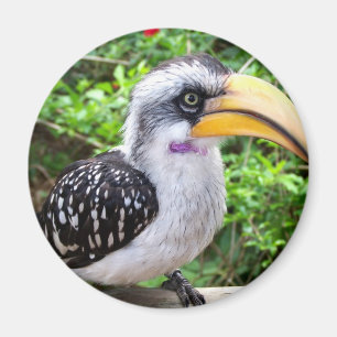 Aimant Un oiseau de la Hornbill en gros plan regardant la