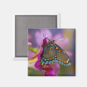 Aimant Un papillon machaon (Recto/Verso)