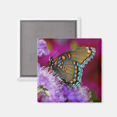Aimant Un papillon swallowtail à épices (Recto/Verso)