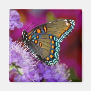 Aimant Un papillon swallowtail à épices