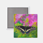 Aimant Un papillon swallowtail atterrissant (Recto/Verso)