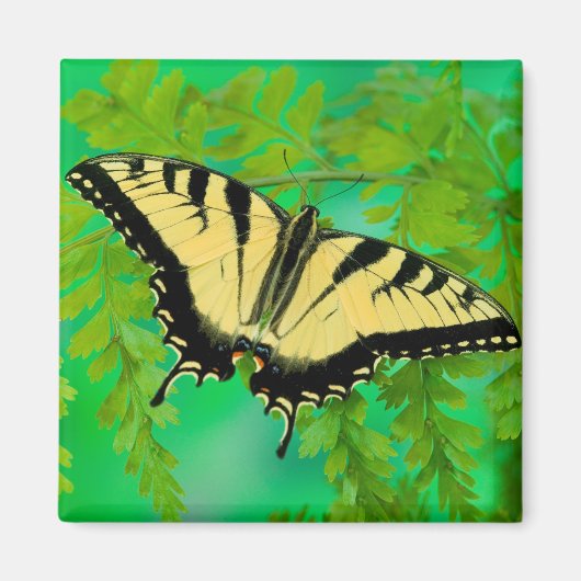 Aimant Un papillon swallowtail atterrissant (Devant)
