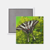 Aimant Un papillon swallowtail nord-américain (Recto/Verso)