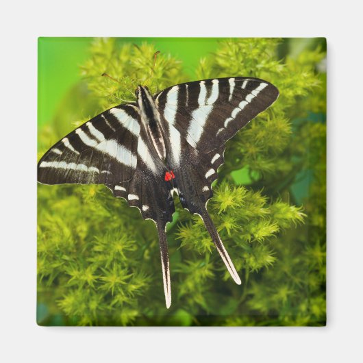 Aimant Un papillon swallowtail nord-américain (Devant)