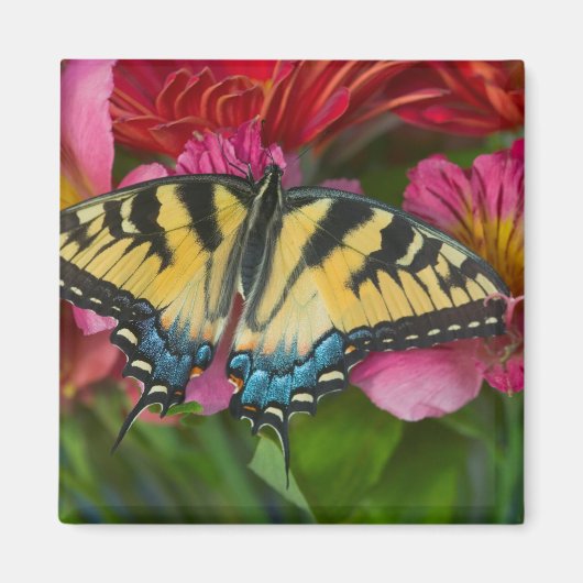 Aimant Un papillon swallowtail tigre (Devant)