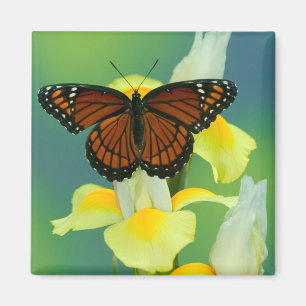Aimant Un papillon vice-roi sur un iris japonais jaune