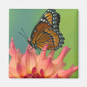Aimant Un papillon vice-roi sur une zinnia