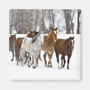Aimant Un paysage hivernal de chevaux au galop