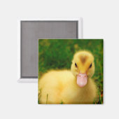 Aimant Un Petit Canard (Recto/Verso)