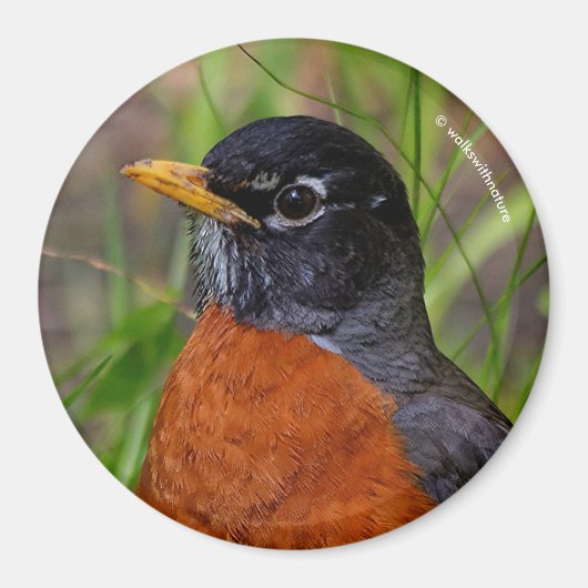 Aimant Un Robin américain curieux et optimiste (Devant)