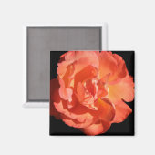Aimant Un Rose Corail... (Recto/Verso)