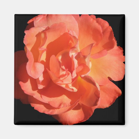 Aimant Un Rose Corail... (Devant)