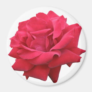 Aimant Un rose rouge classique