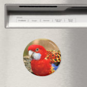 Aimant Un Rosella de l'Est Cheeky au trou d'eau (In Situ (Lave-vaisselle))