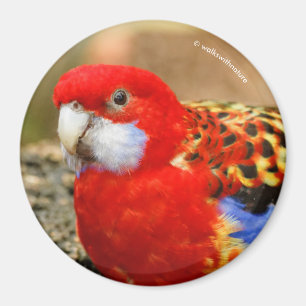 Aimant Un Rosella de l'Est Cheeky au trou d'eau