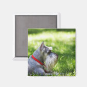 Aimant Un Schnauzer posé dans l'herbe (Recto/Verso)