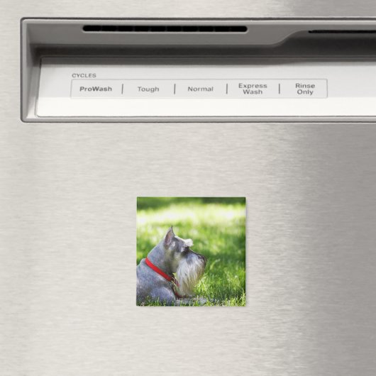 Aimant Un Schnauzer posé dans l'herbe (In Situ (Lave-vaisselle))