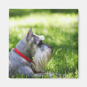 Aimant Un Schnauzer posé dans l'herbe