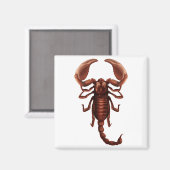 Aimant Un scorpion (Recto/Verso)