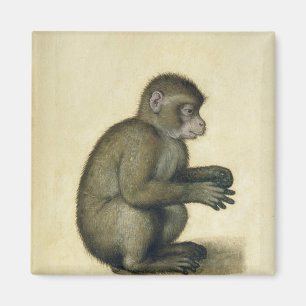 Aimant Un singe