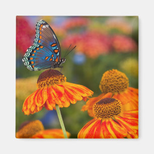 Aimant Un Spicebush Swallowtail, Papilio troilus