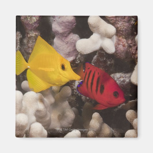 Aimant Un Tang Jaune (Devant)