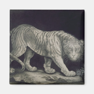Aimant Un tigre de vagabondage (crayon sur le papier)