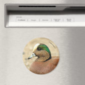 Aimant Un Wigeon américain sur la plage (In Situ (Lave-vaisselle))