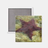 Aimant Underwater Starfish in the Bahamas (Recto/Verso)