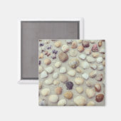 Aimant Une Collection De Coquillages (Recto/Verso)