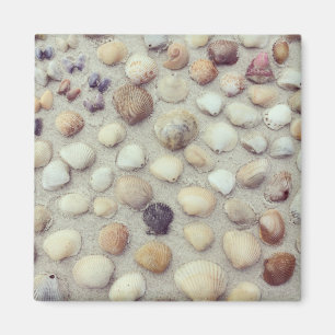 Aimant Une collection de coquillages