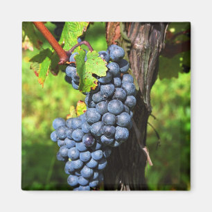 Aimant Une grappe de raisin Merlot mûr sur une vigne avec
