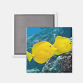 Aimant Une paire de bandes jaunes (Recto/Verso)