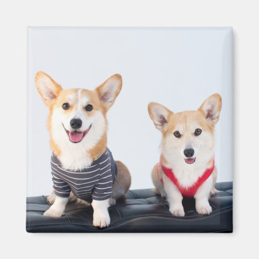 Aimant Une Paire De Corgis Assis Sur Un Banc (Devant)